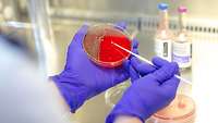 Abteilung für Mikrobiologie am Bundeswehrkrankenhaus Hamburg