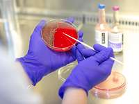 Abteilung für Mikrobiologie am Bundeswehrkrankenhaus Hamburg